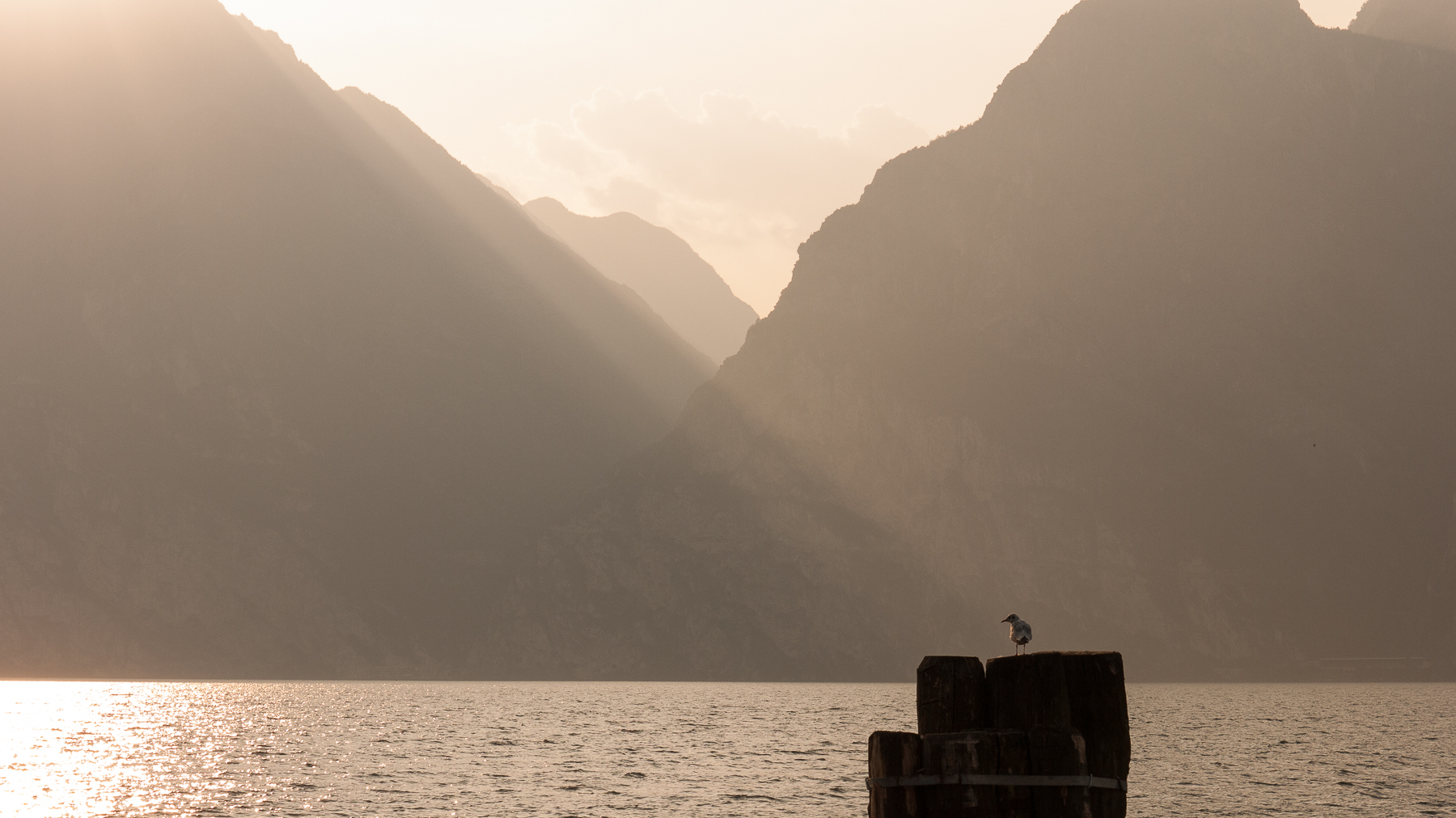 Vogel auf Pfosten am See